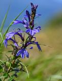 Lobelia sessilifolia. Соцветие. Курильские о-ва, о-в Итуруп, долина р. Рейдовая, пойменный луг. 23.08.2023.