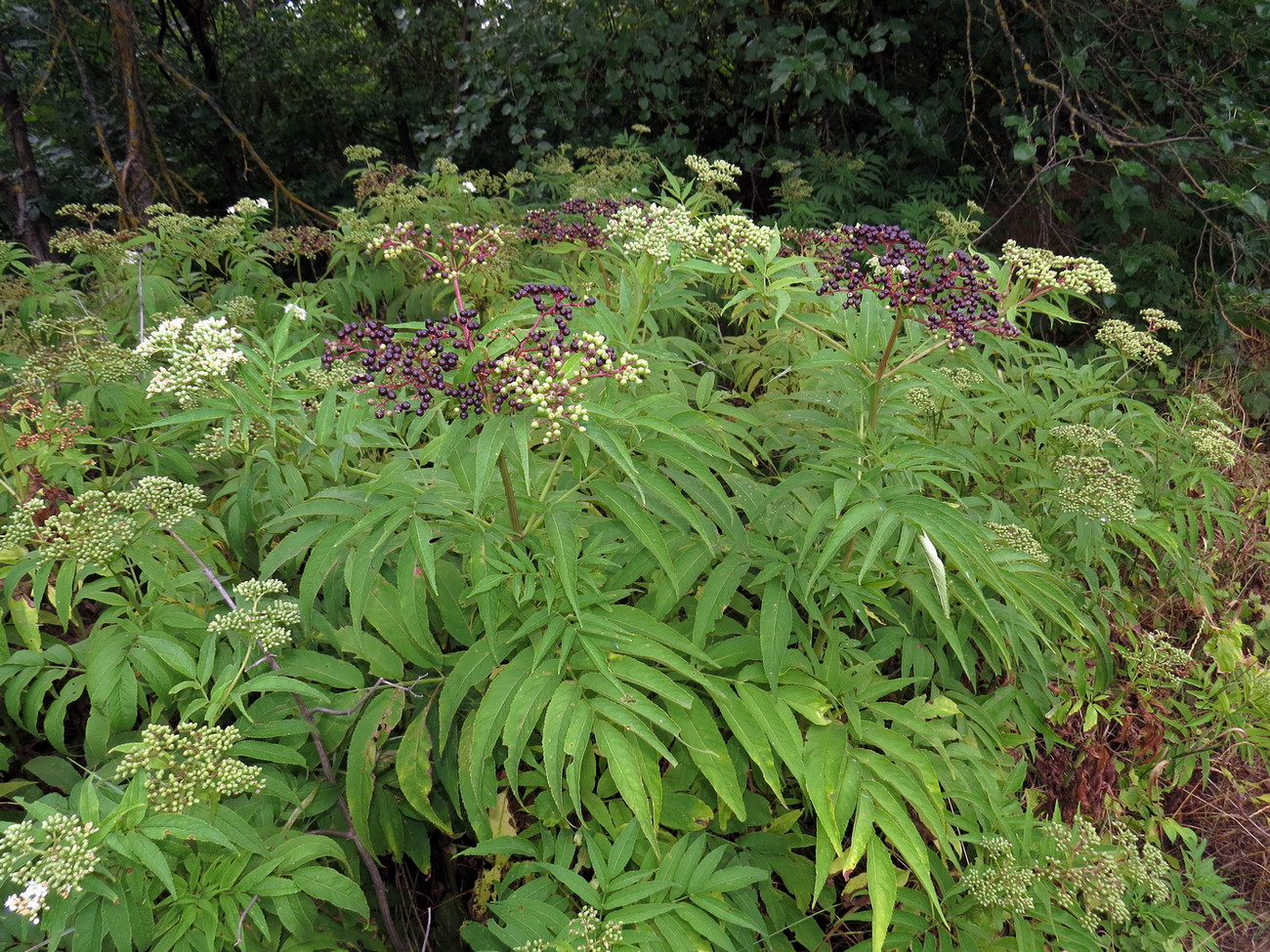 Image of Sambucus ebulus specimen.