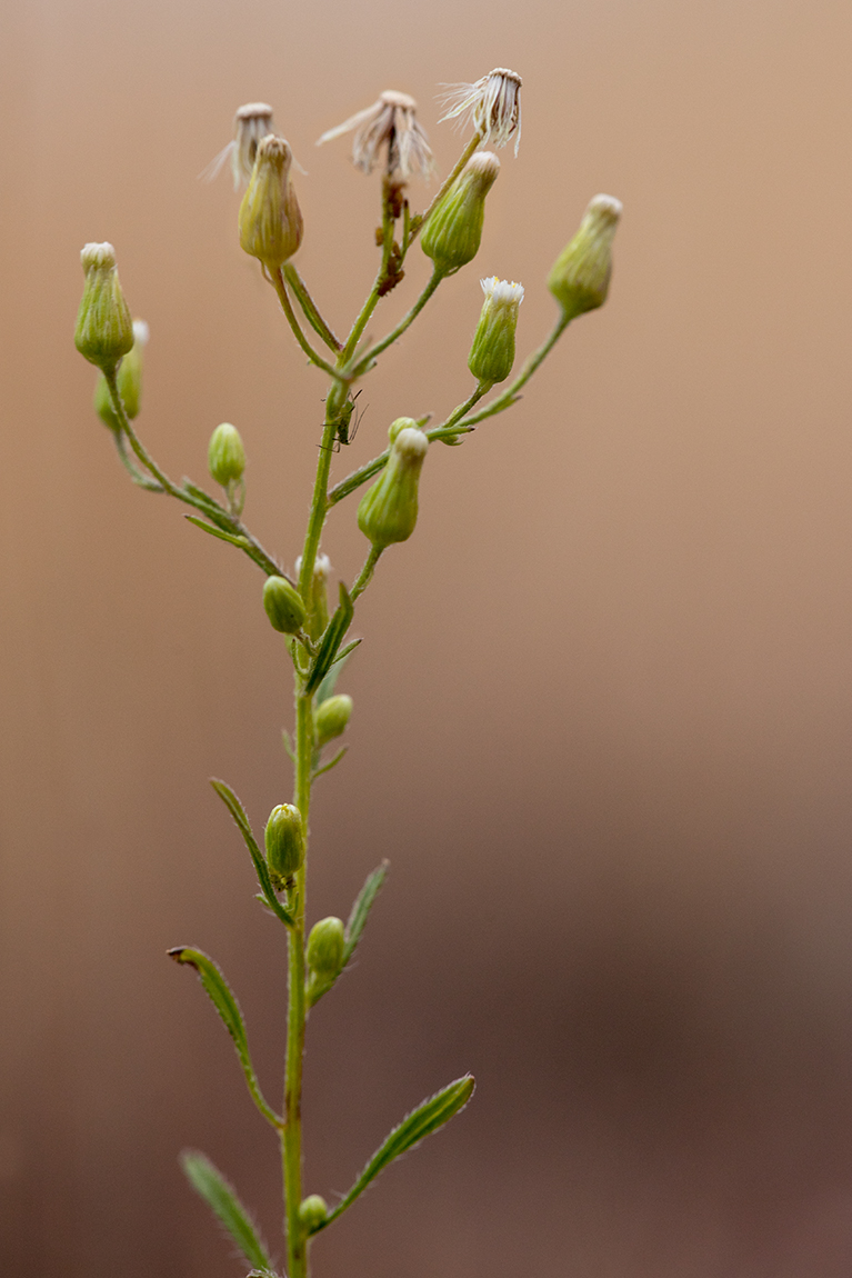 Image of genus Conyza specimen.