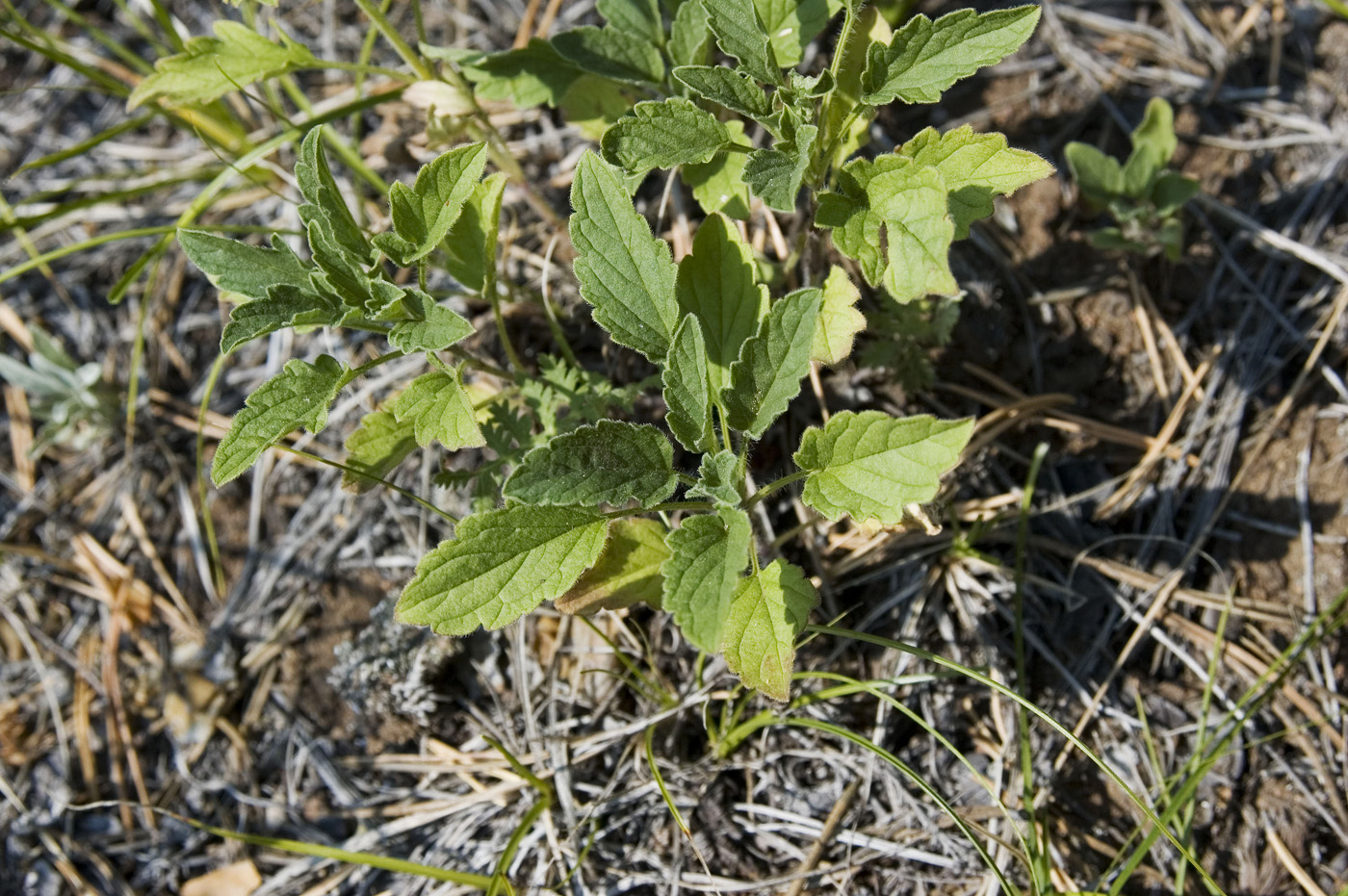 Image of Schizonepeta multifida specimen.