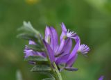 Polygala caucasica. Часть соцветия. Чечня, Шаройский р-н, долина р. Цесиахк, рядом с домом Мансура, выс. ок. 1500 м н.у.м., луг. 28 июня 2024 г.