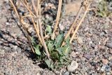 Phlomoides zenaidae. Повторно вегетирующая прикорневая розетка листьев и основания высохших цветоносов. Казахстан, Алматинская обл., хр. Торайгыр, галечниковый склон. 26 июля 2024 г.