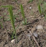 Equisetum telmateia