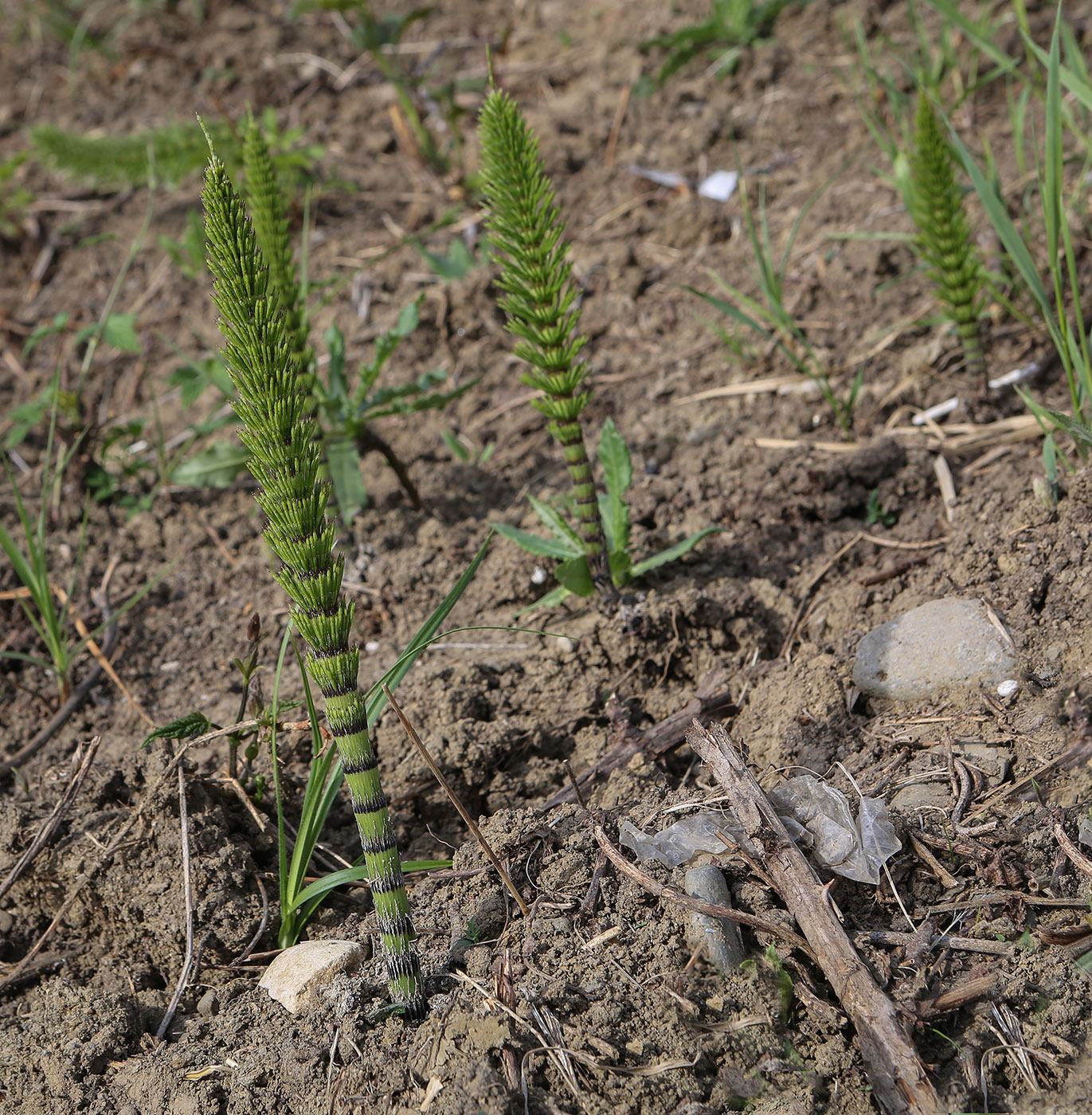 Изображение особи Equisetum telmateia.