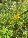 Agrimonia eupatoria