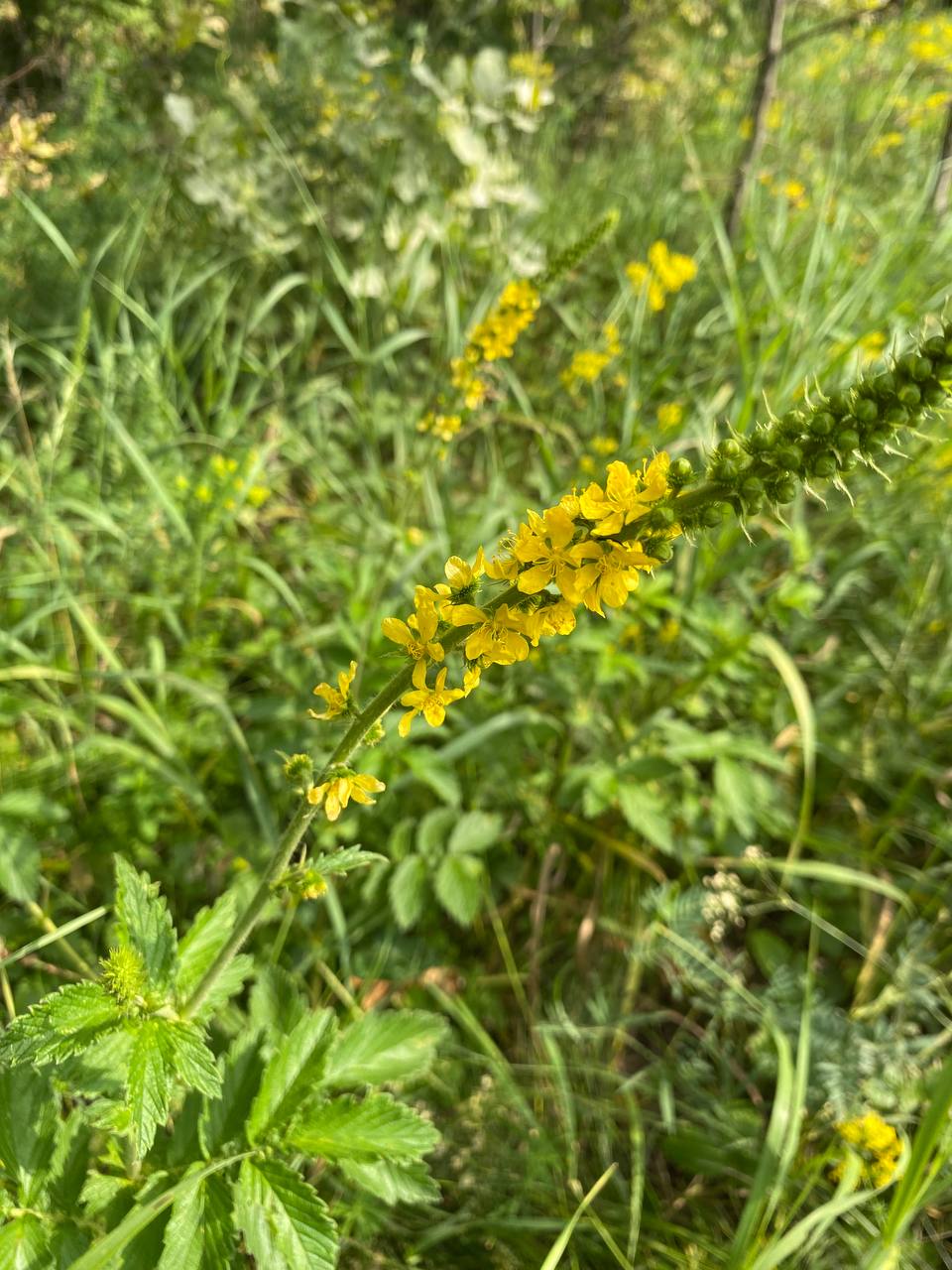 Изображение особи Agrimonia eupatoria.