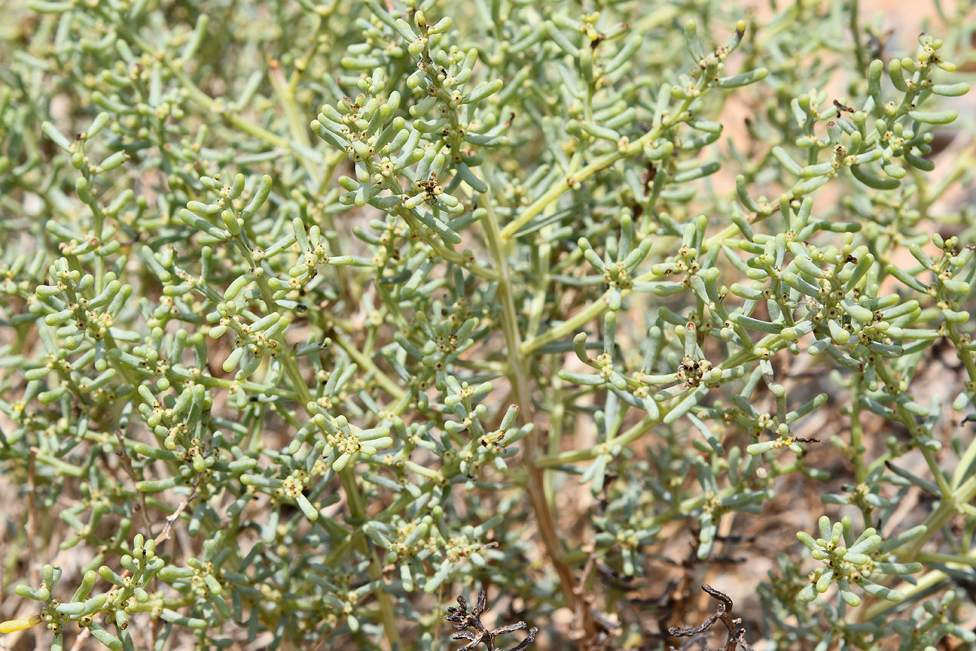 Image of Iljinia regelii specimen.