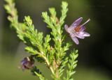 Calluna vulgaris