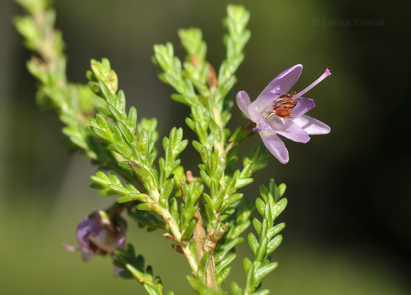 Image of Calluna vulgaris specimen.