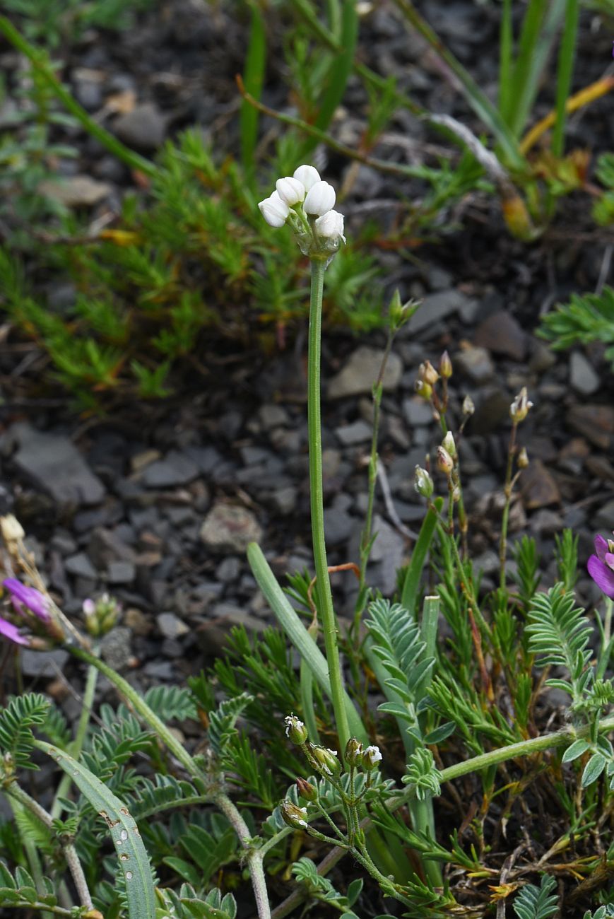 Image of Allium denudatum specimen.