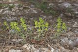 Cruciata laevipes. Цветущее растение. Крым, Бахчисарайский р-н, грунтовая дорога в горном лесу в р-не пгт Куйбышево. 18.04.2025.