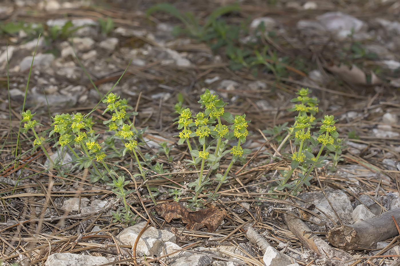 Изображение особи Cruciata laevipes.