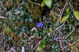 View full-size image Vinca minor