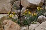 Смотреть изображение Arnebia guttata