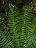 View full-size image Dryopteris crassirhizoma