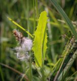 View full-size image Sonchus arvensis subspecies uliginosus