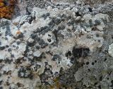 View full-size image Lecanora marginata