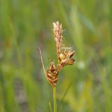 Смотреть изображение Carex supina