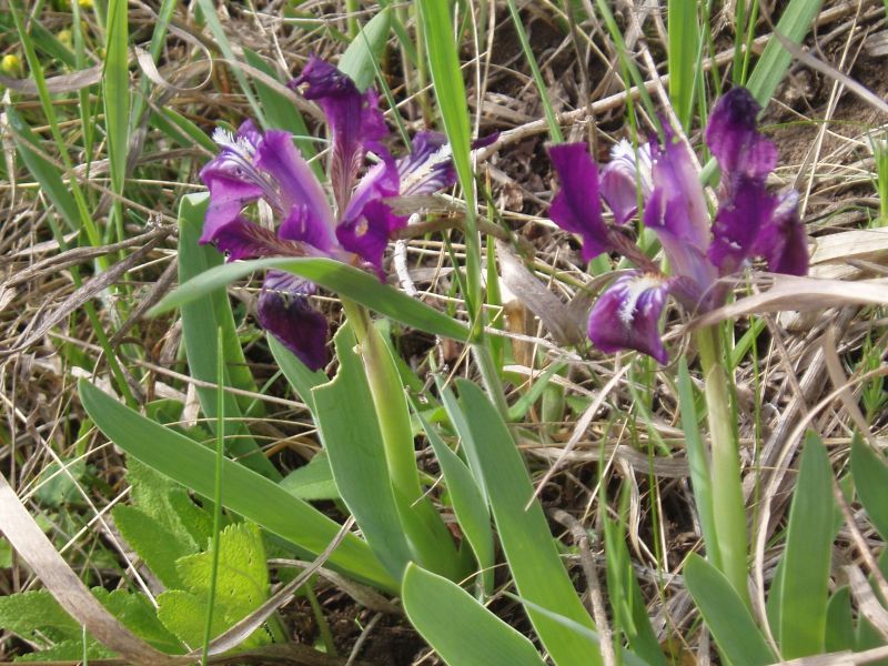 Image of Iris pumila specimen.