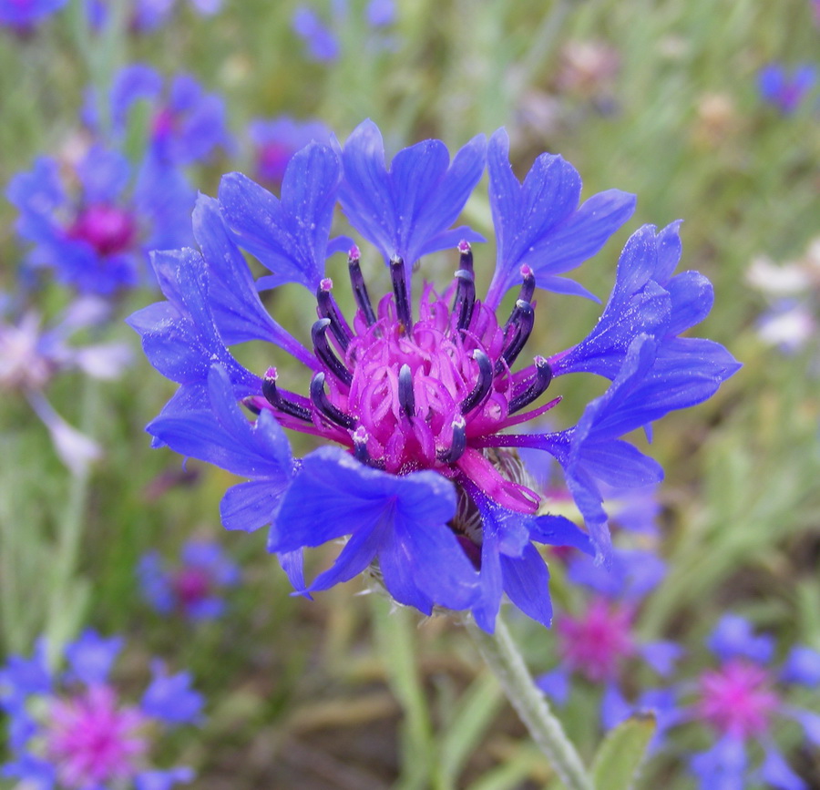 Image of Centaurea depressa specimen.