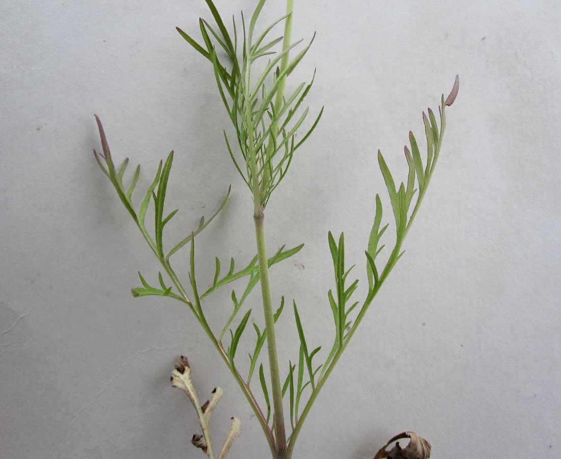 Image of Scabiosa ochroleuca specimen.