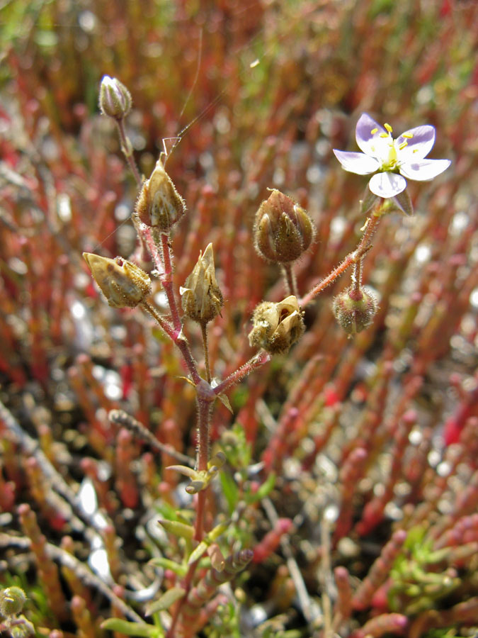 Image of Spergularia media specimen.