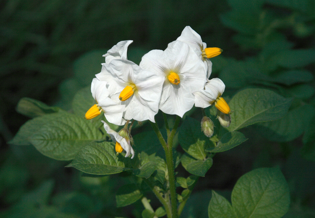 Изображение особи Solanum tuberosum.