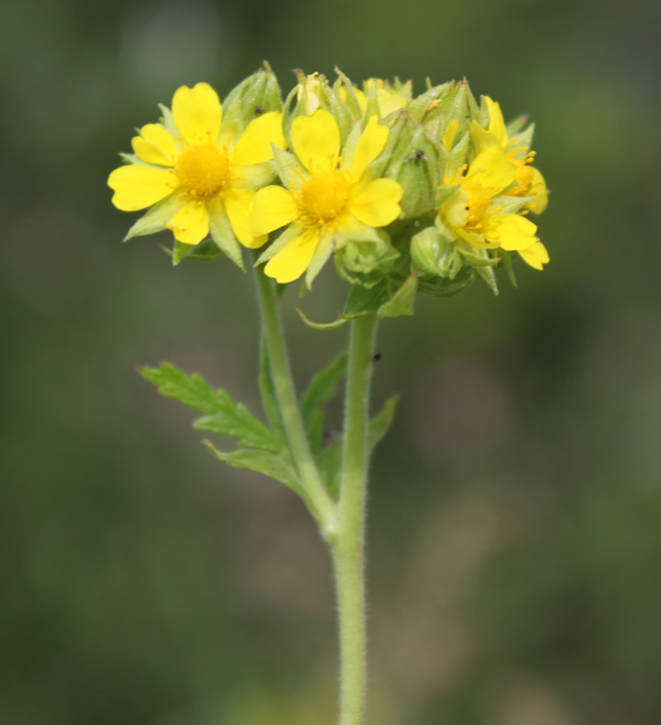 Изображение особи Potentilla longifolia.