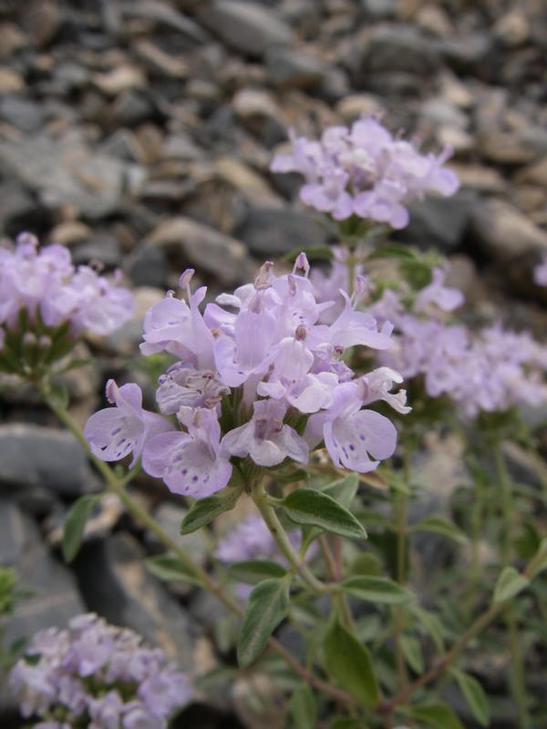 Image of Ziziphora clinopodioides specimen.