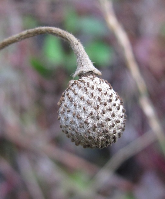 Image of Anemone sylvestris specimen.