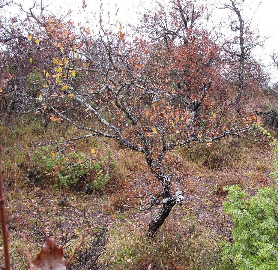 Image of genus Quercus specimen.