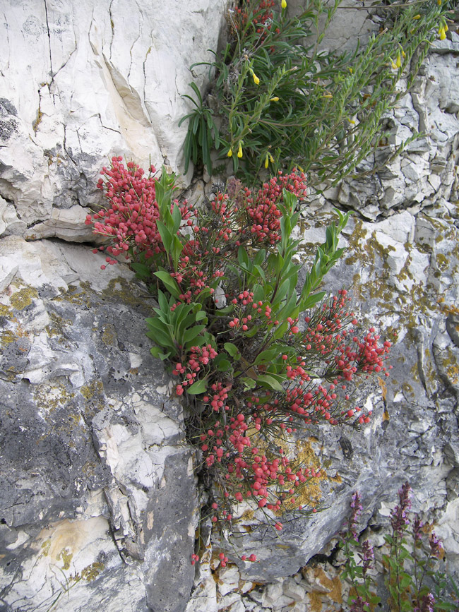 Image of Ephedra procera specimen.