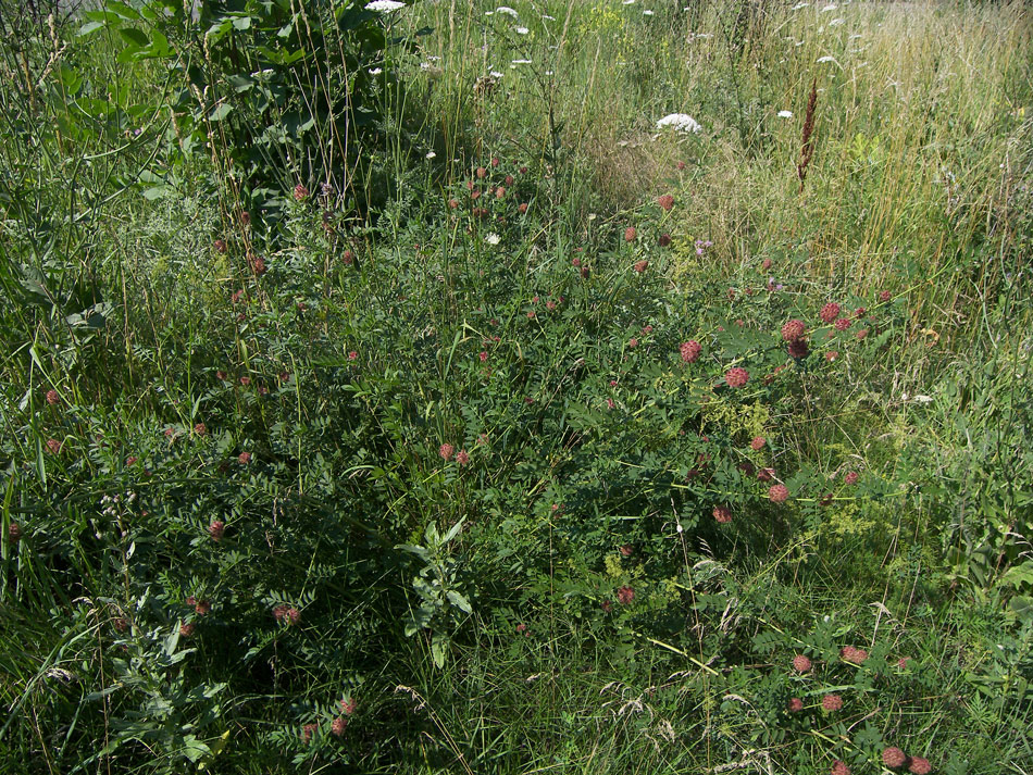 Image of Glycyrrhiza echinata specimen.