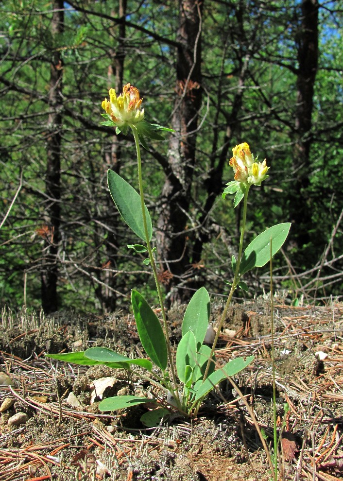 Image of Anthyllis arenaria specimen.