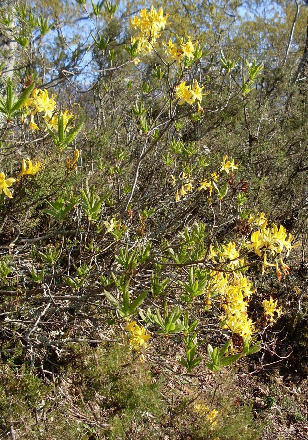 Image of Rhododendron luteum specimen.