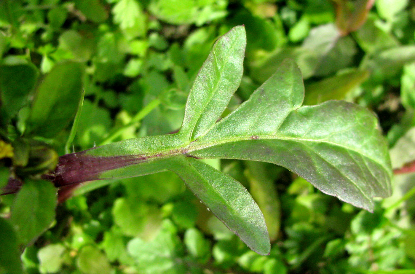 Image of Bidens × garumnae specimen.