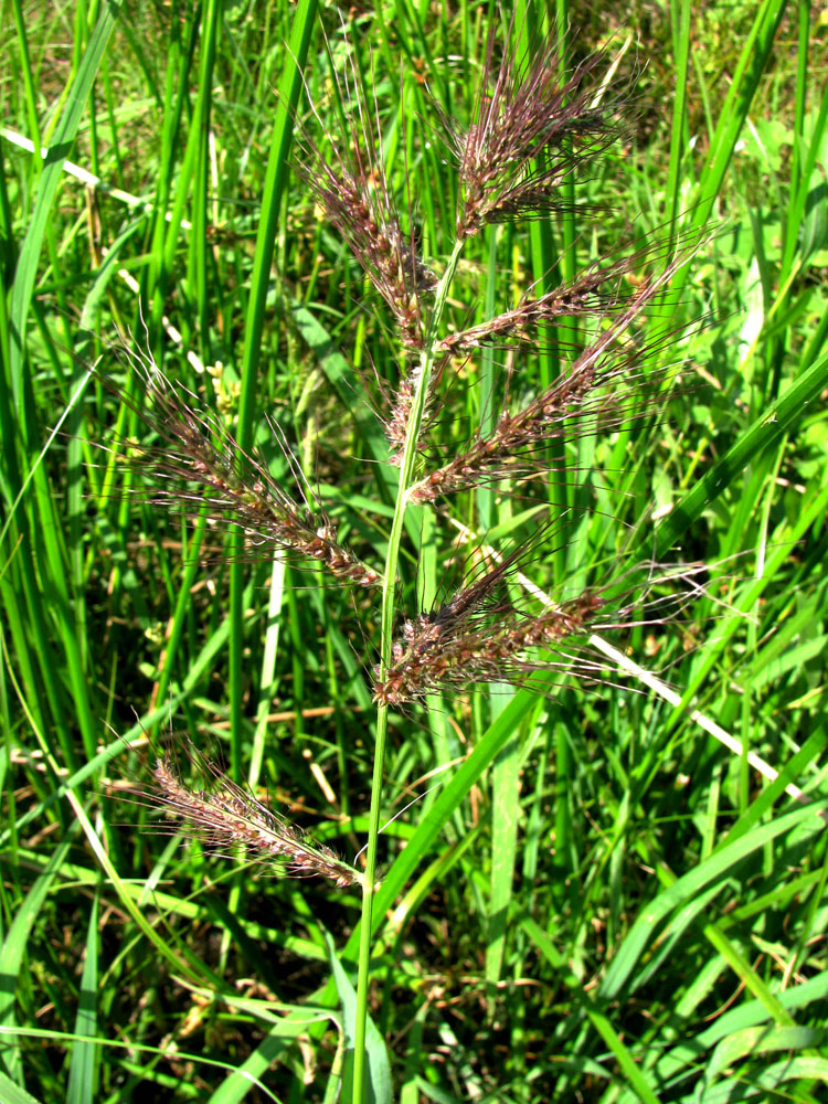 Изображение особи Echinochloa crus-galli.