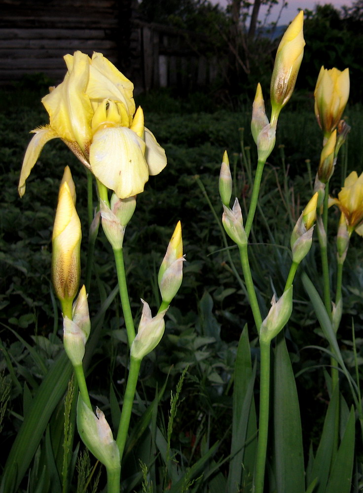 Image of Iris &times; hybrida specimen.