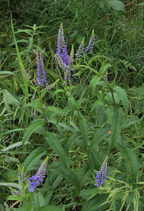 Image of Veronica longifolia specimen.