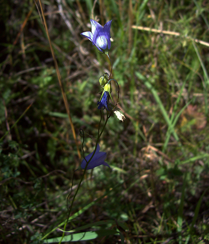 Image of Campanula rotundifolia specimen.