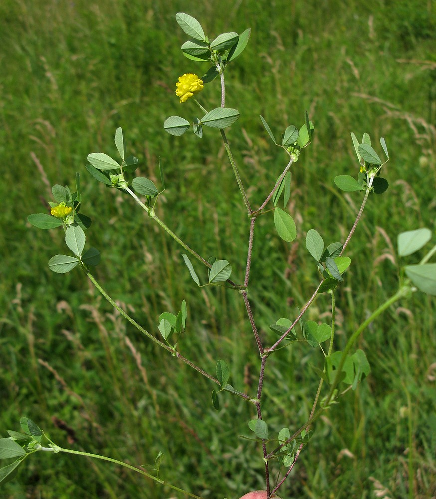 Image of Trifolium campestre specimen.