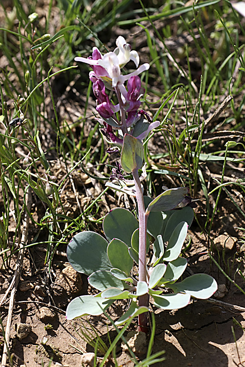 Image of Corydalis ledebouriana specimen.