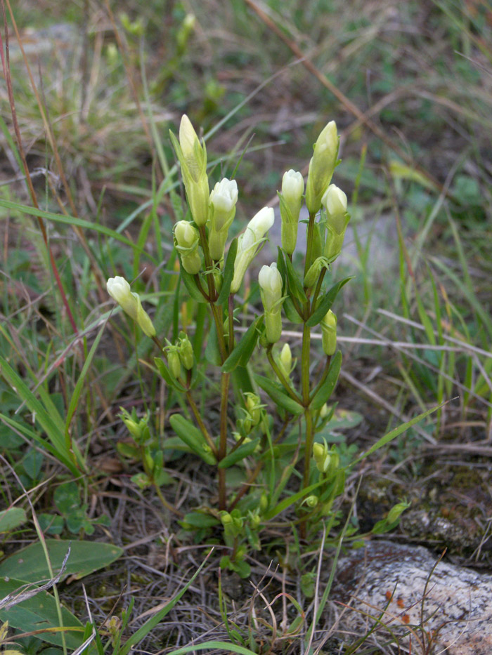 Image of Gentianella promethea specimen.