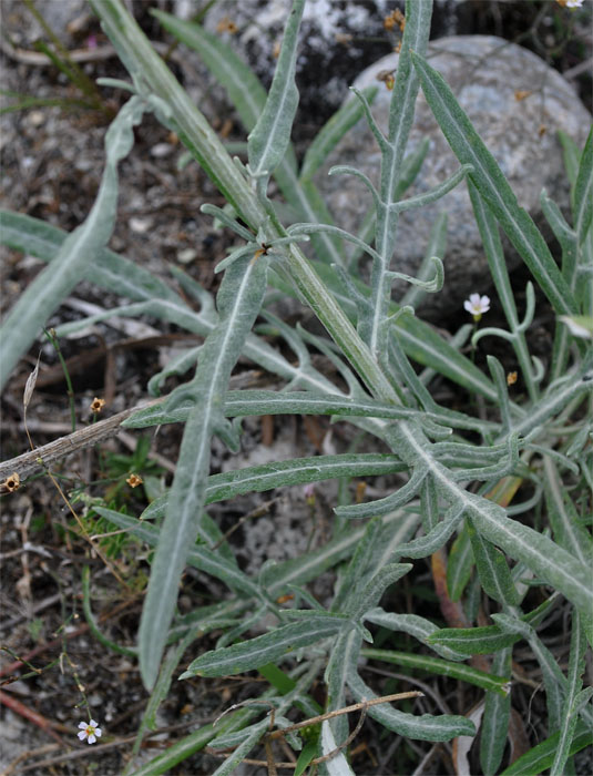 Image of Jurinea ciscaucasica specimen.