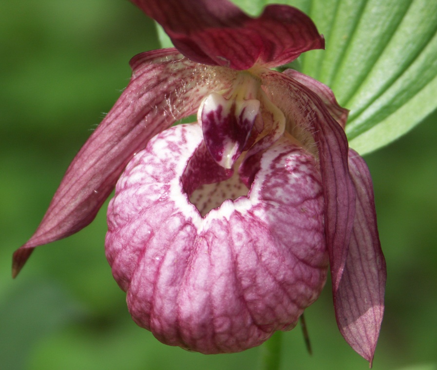 Image of Cypripedium &times; ventricosum specimen.