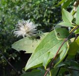 Clematis × jackmanii