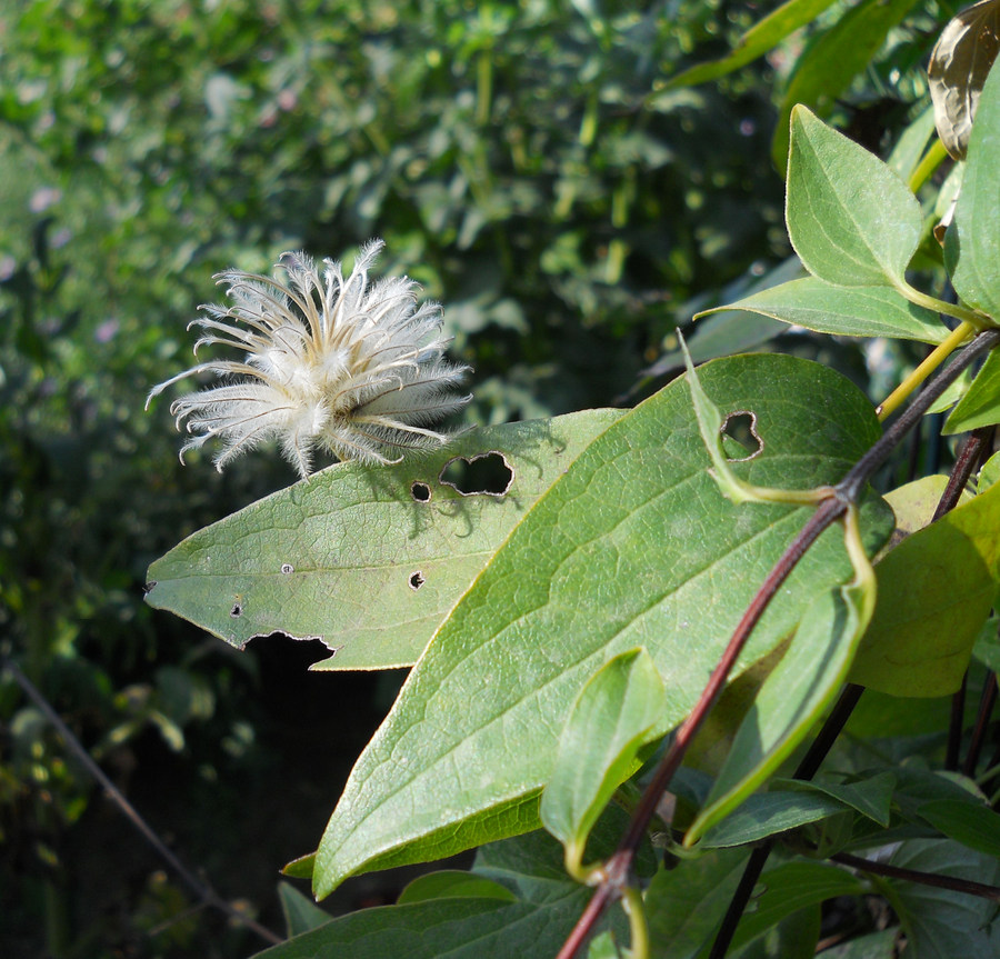 Image of Clematis &times; jackmanii specimen.