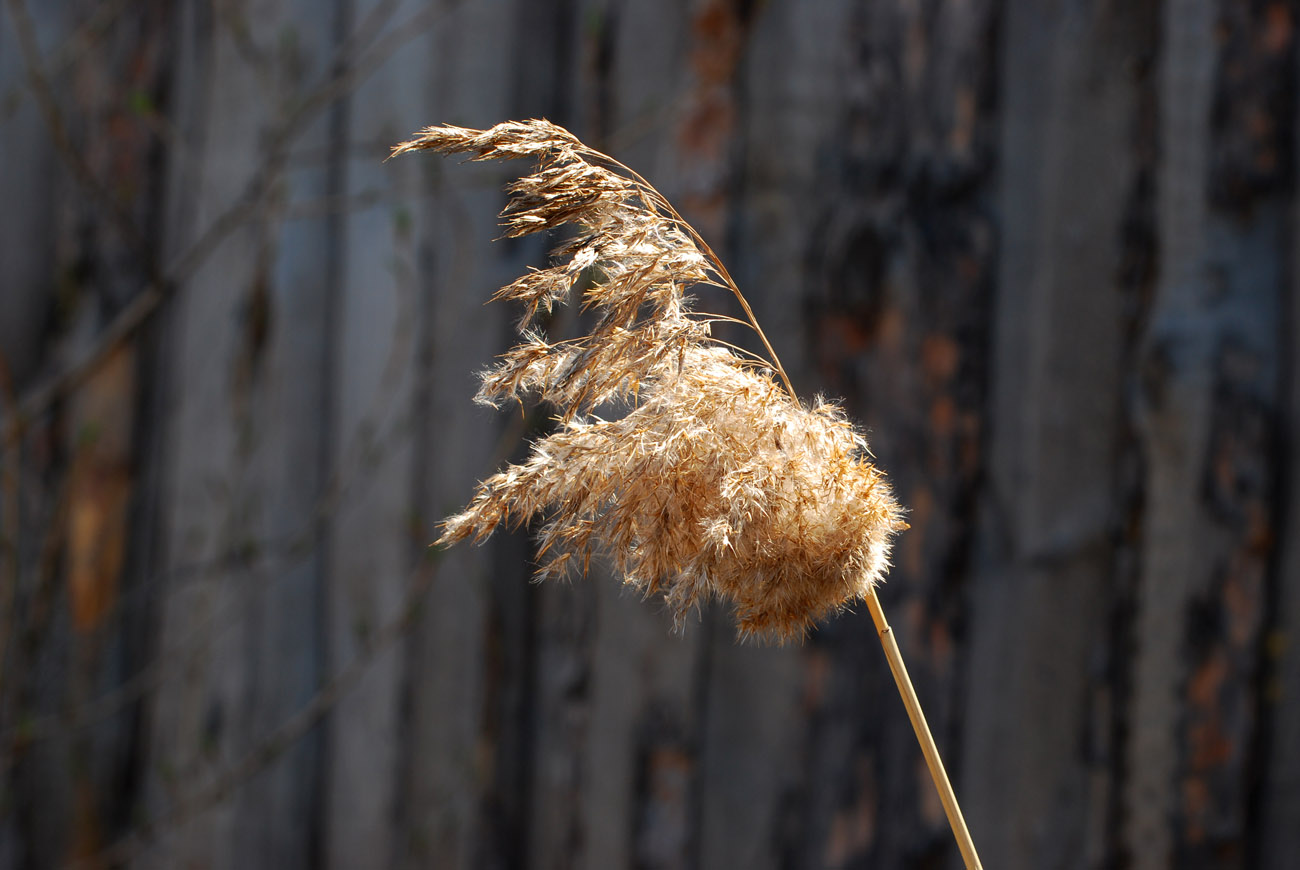 Изображение особи Phragmites australis.