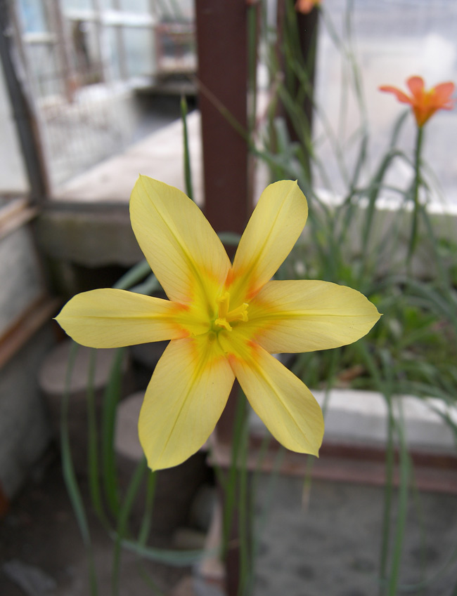 Image of Moraea collina specimen.