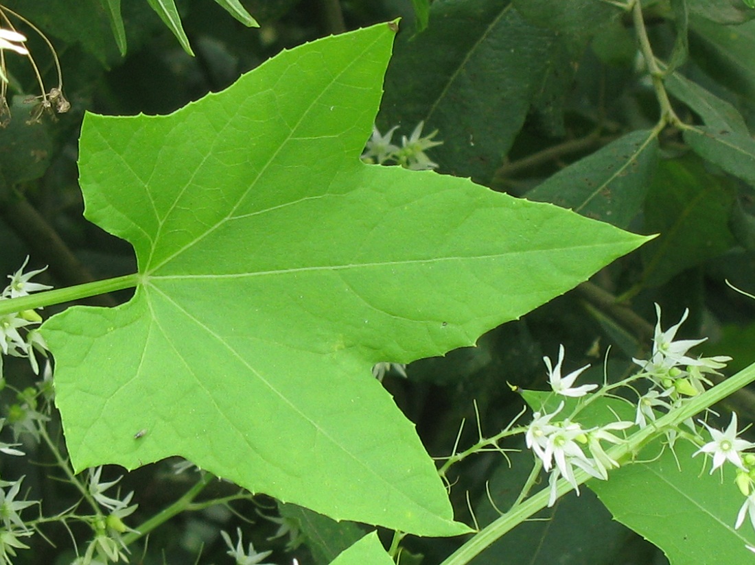 Image of Echinocystis lobata specimen.